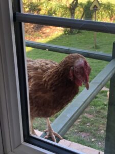 Langdale Barn & Lodge holiday cottage near Dartmoor Devon