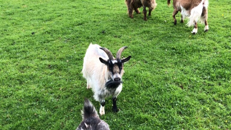 Langdale Barn & Lodge holiday cottage near Dartmoor Devon