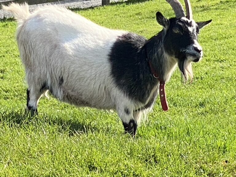 Langdale Barn & Lodge holiday cottage near Dartmoor Devon