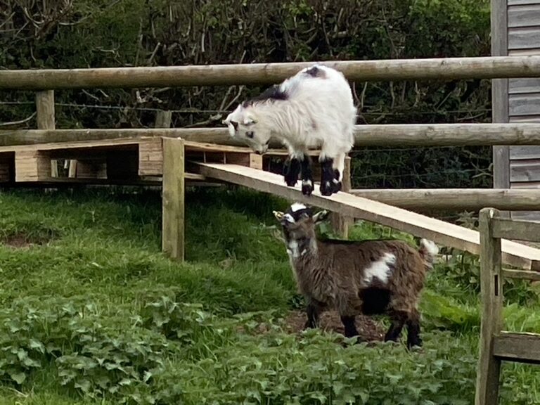 Langdale Barn & Lodge holiday cottage near Dartmoor Devon