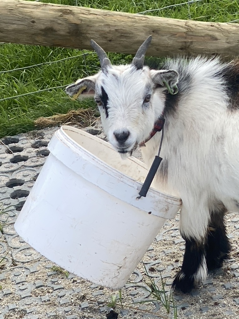 Langdale Barn & Lodge holiday cottage near Dartmoor Devon