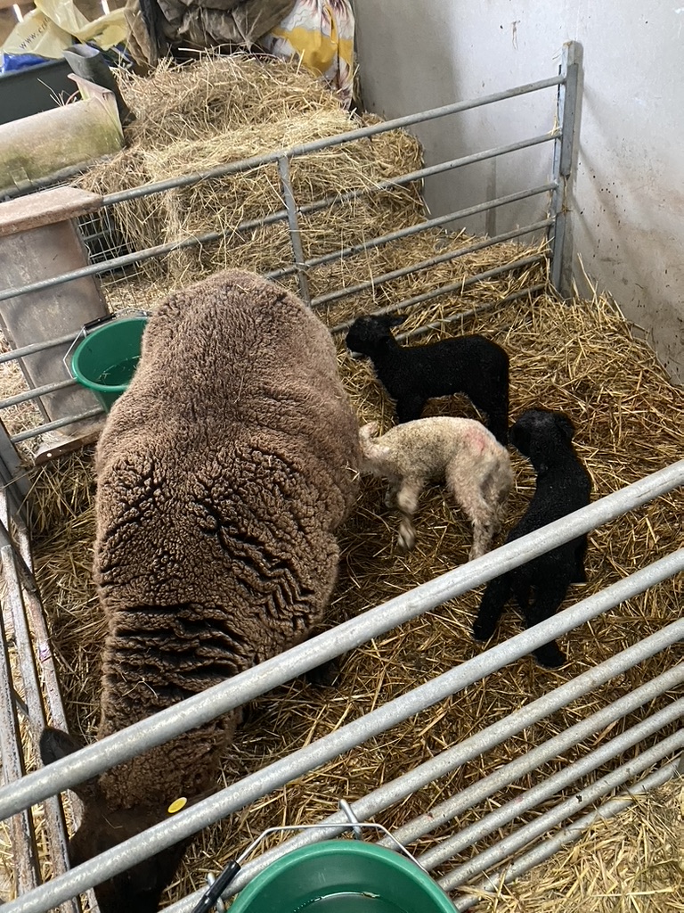 Langdale Barn & Lodge holiday cottage near Dartmoor Devon