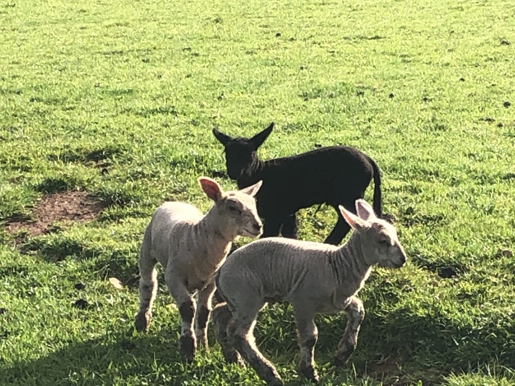 Langdale Barn & Lodge holiday cottage near Dartmoor Devon