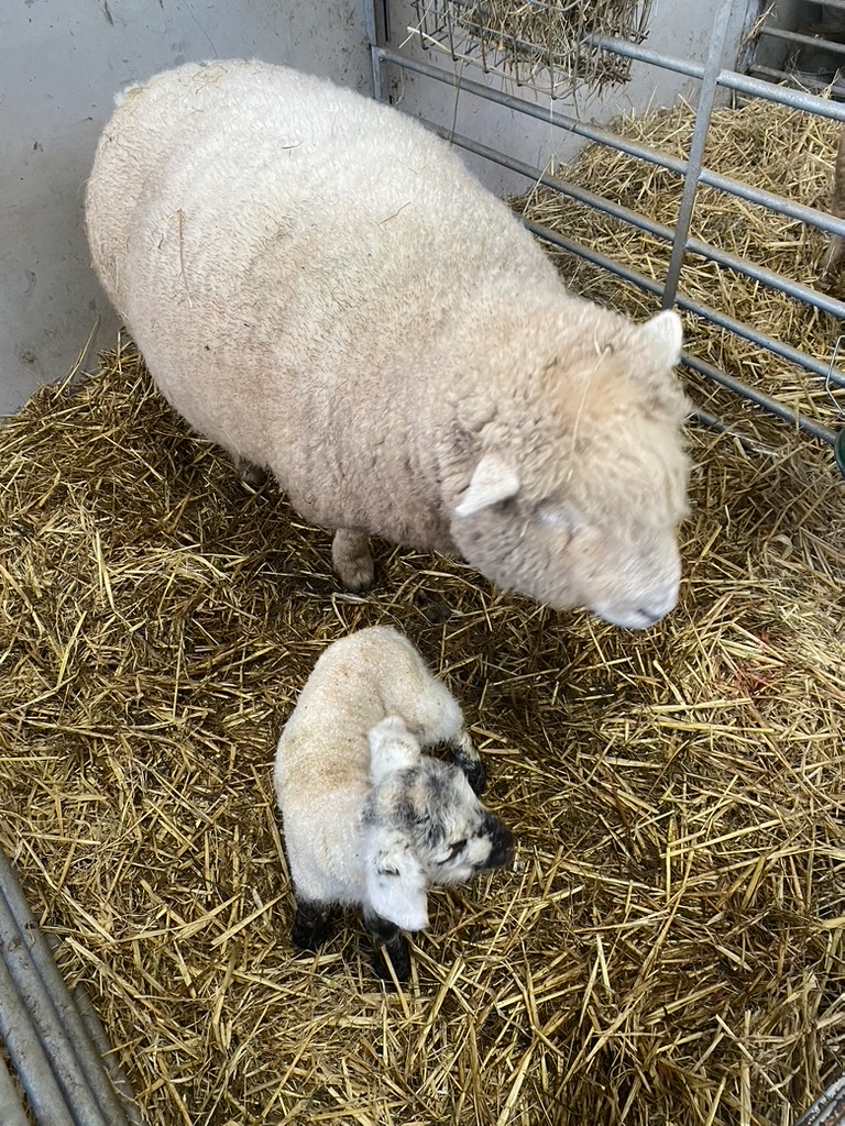 Langdale Barn & Lodge holiday cottage near Dartmoor Devon