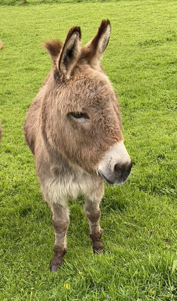 Langdale Barn & Lodge holiday cottage near Dartmoor Devon