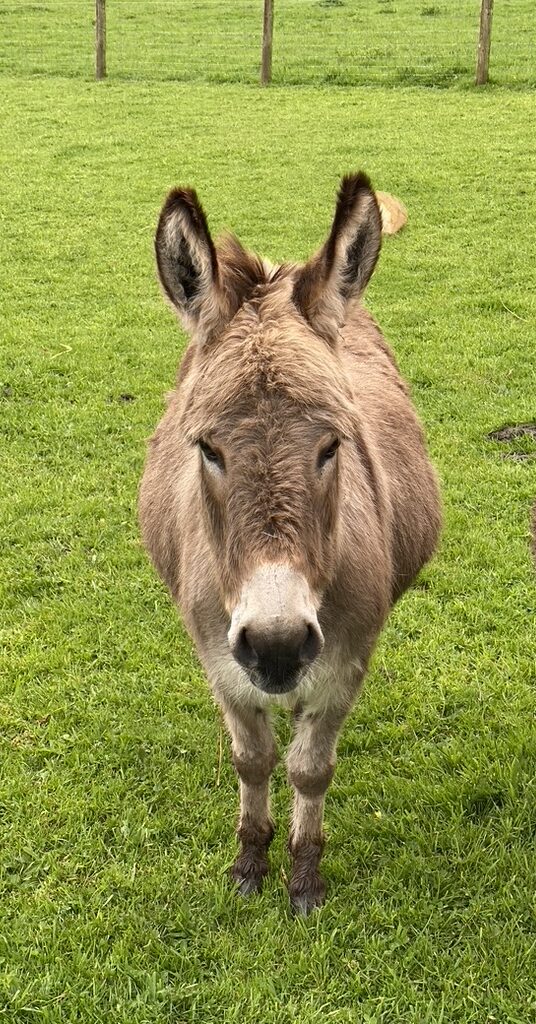 Langdale Barn & Lodge holiday cottage near Dartmoor Devon