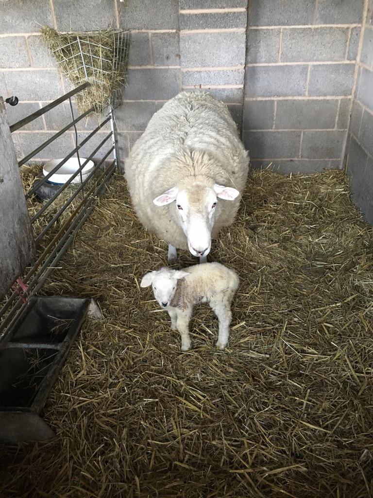 Langdale Lodge holiday cottage near Dartmoor Devon