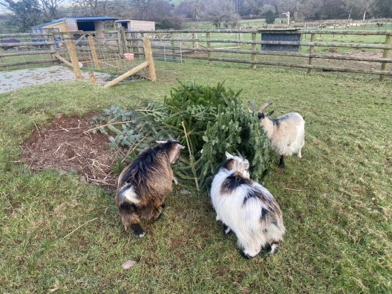 Langdale Barn & Lodge holiday cottage near Dartmoor Devon