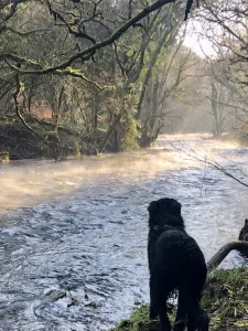 Dogs on Dartmoor