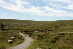 Dogs on Dartmoor