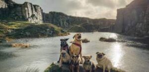 Dogs on Dartmoor