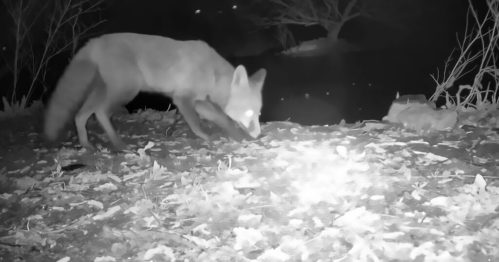 Fox by lake at Langdale