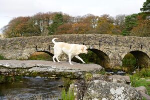 Dogs on Dartmoor