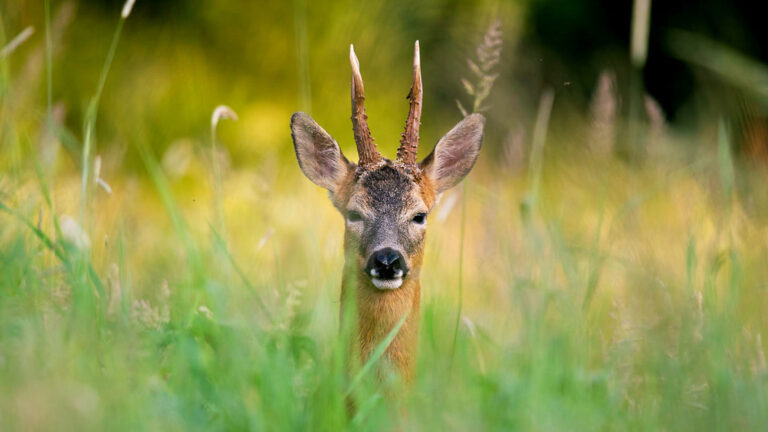 Wildlife from Langdale Devon Dartmoor