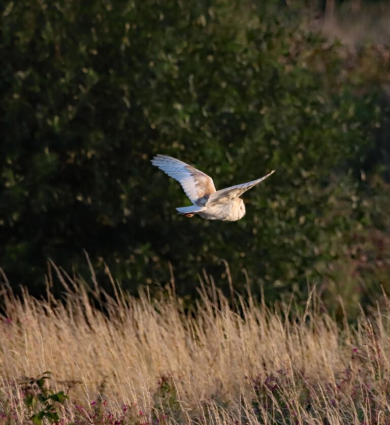 Wildlife from Langdale Devon Dartmoor