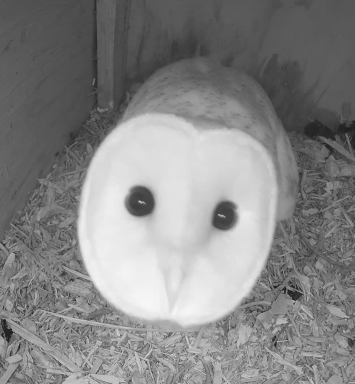 Barn owl in box