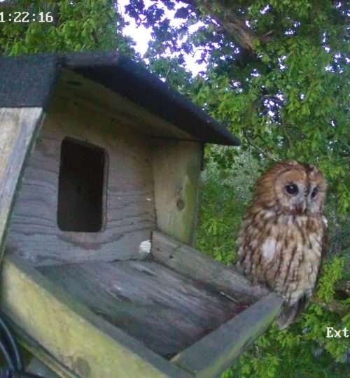 Tawny at dust on box in colourIMG_C48AD6DD63E0-7
